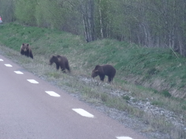 Bruine beer met 3 jongen in de nacht in Lapland (Zweden)