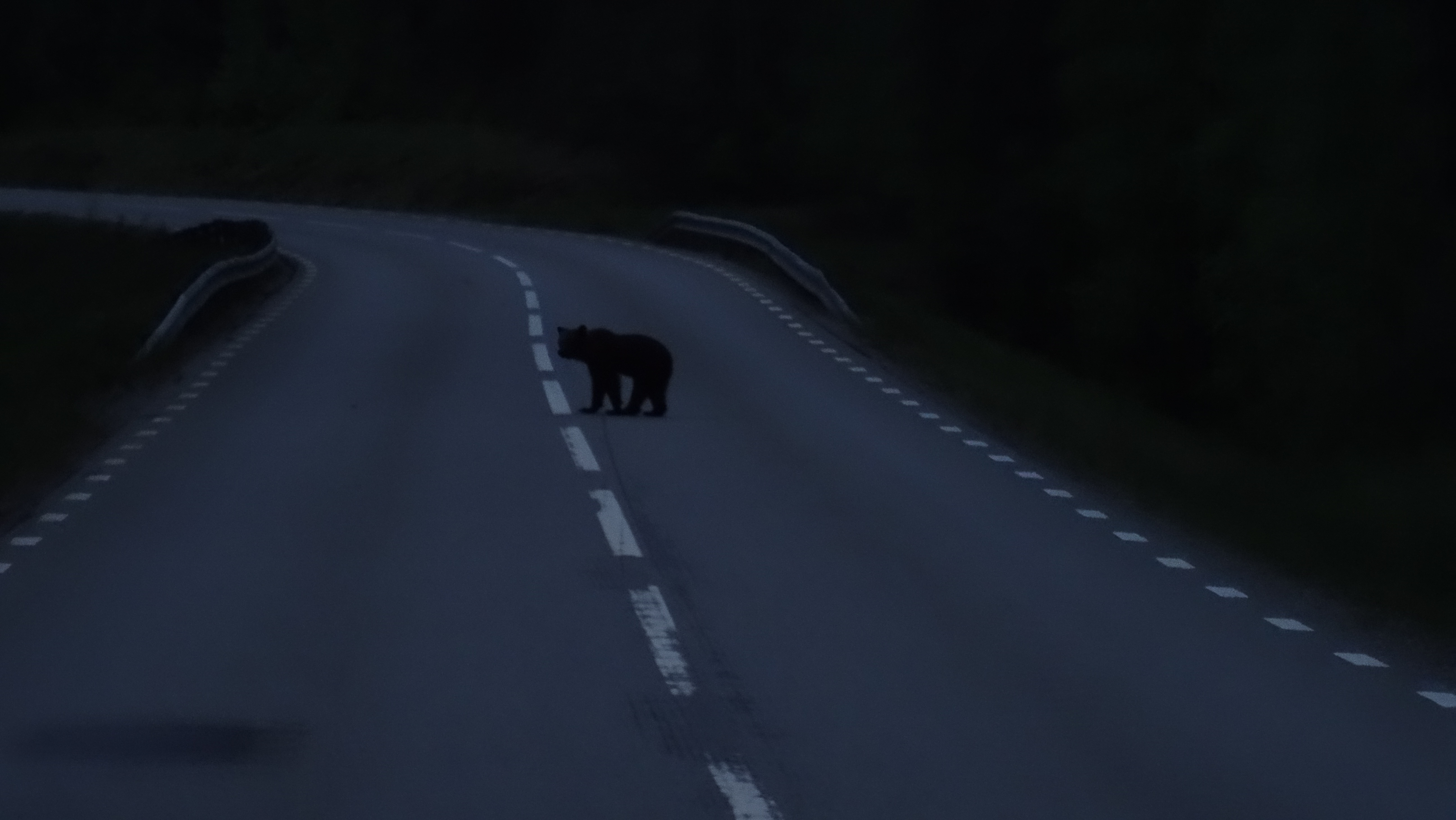 Jonge bruine beer op de weg in de nacht in Lapland (Zweden)