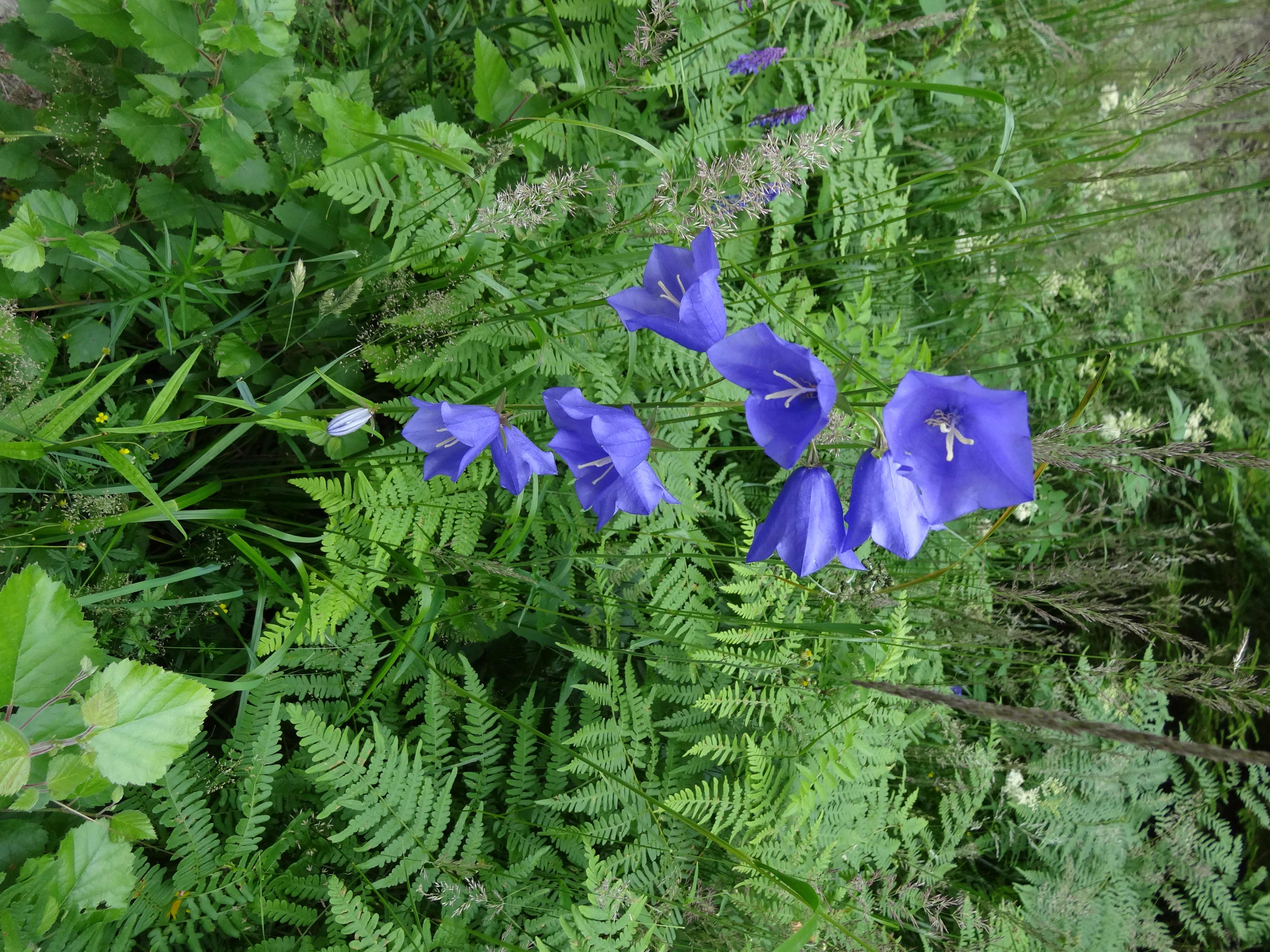 Bloem in bos (Zweden) Bloem in bos (Zweden)