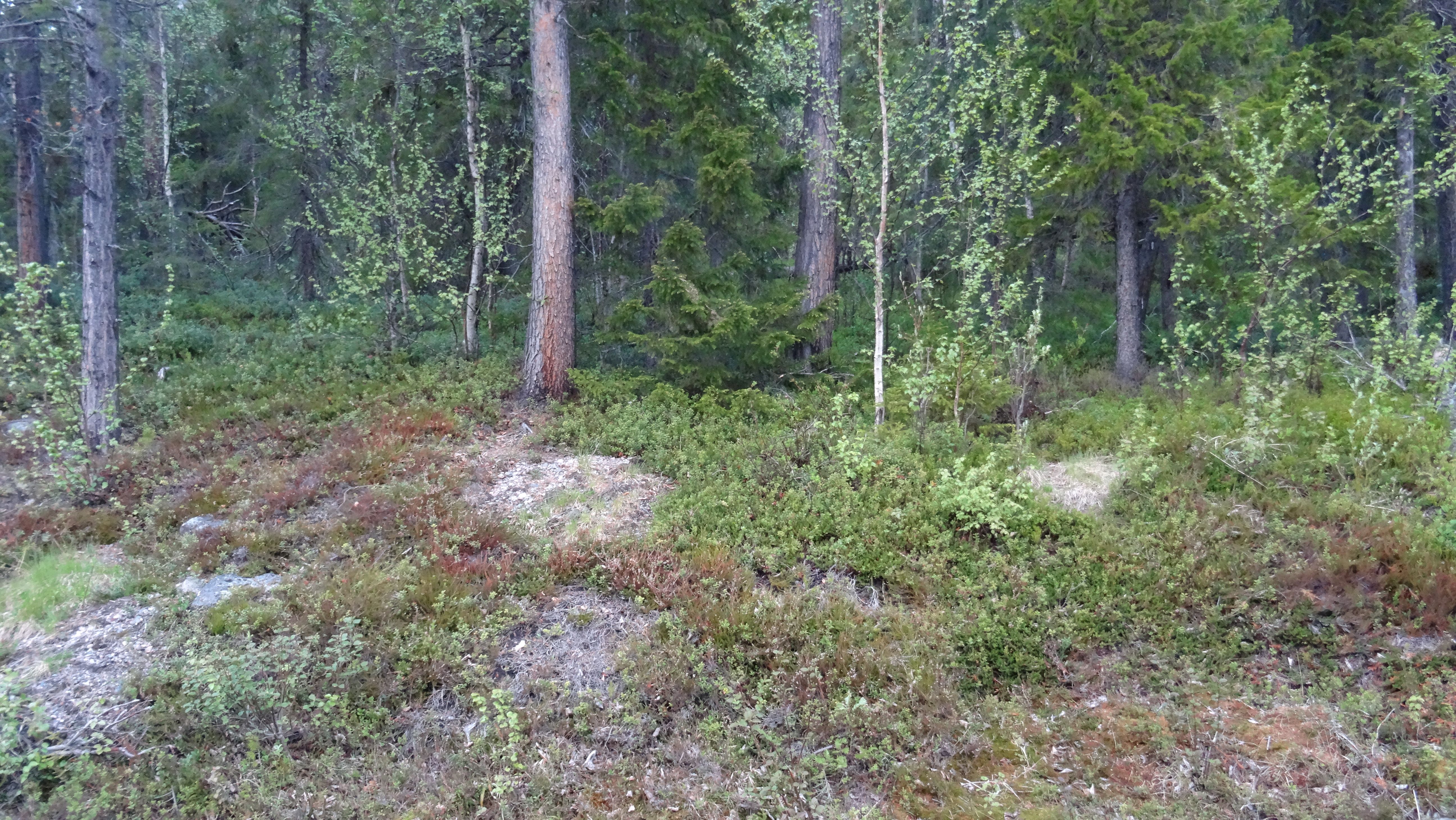 Bos in Lapland (Zweden)