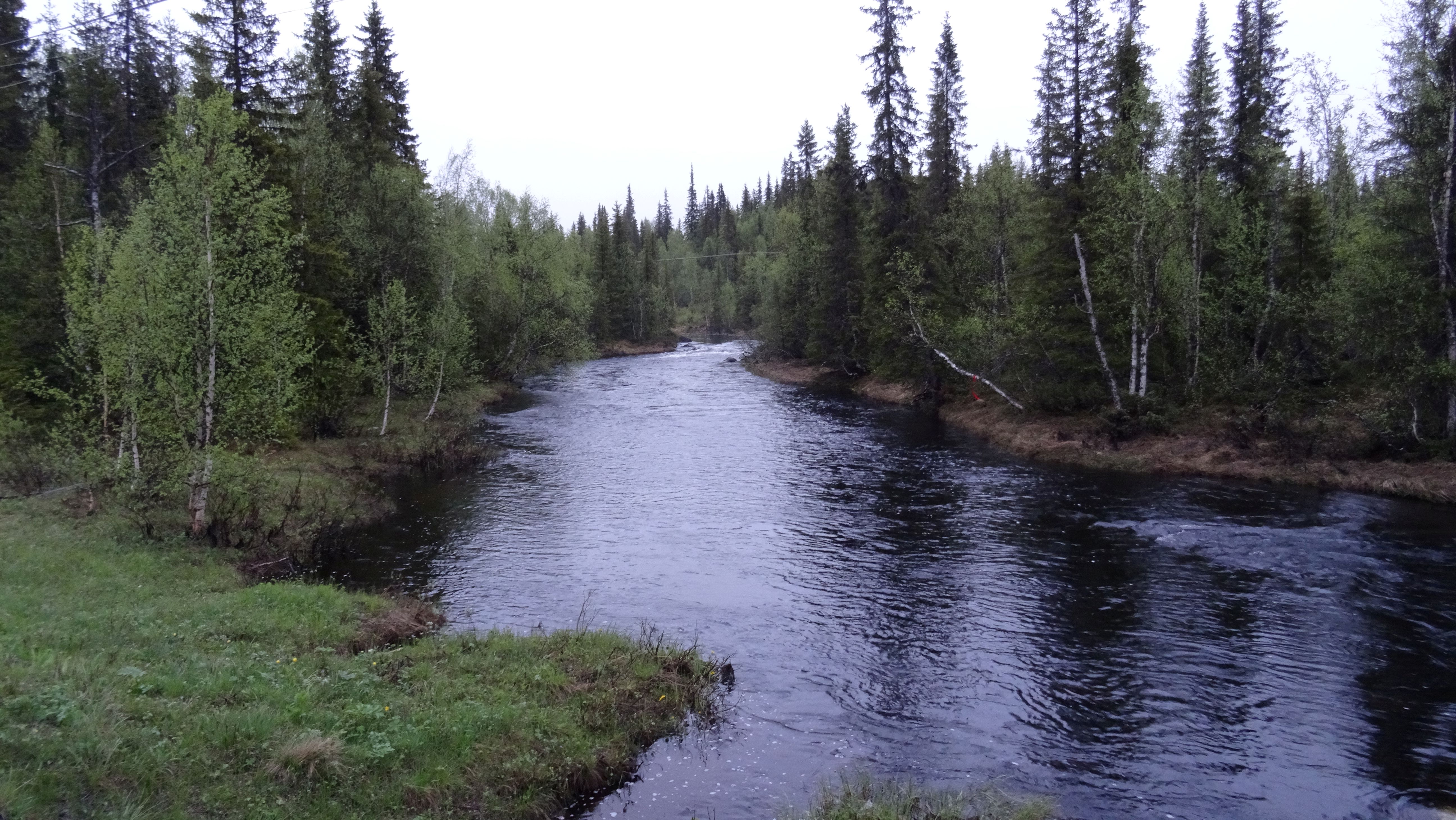 Bos in Lapland (Zweden)