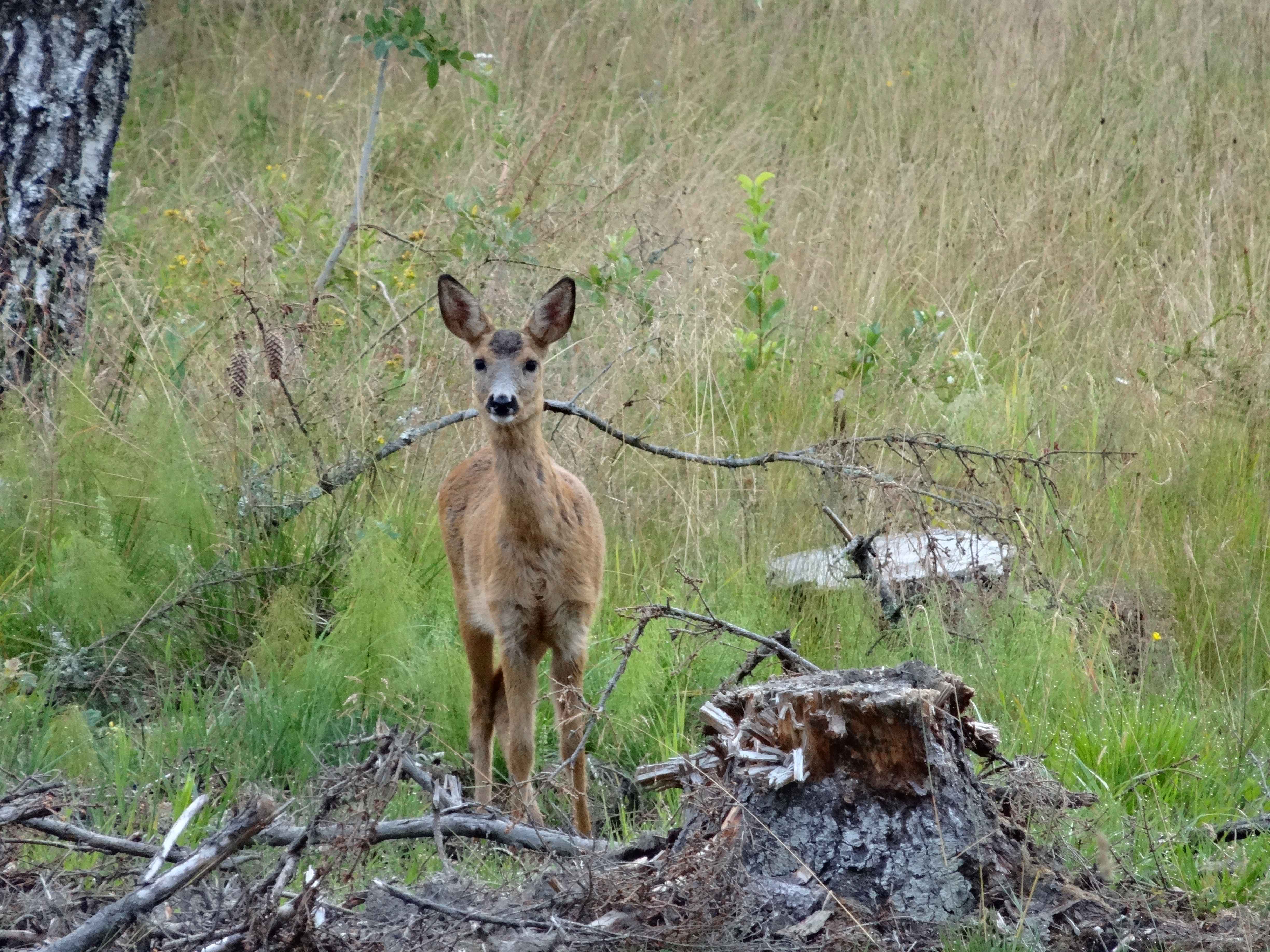 Hertje (Zweden) Hertje (Zweden)