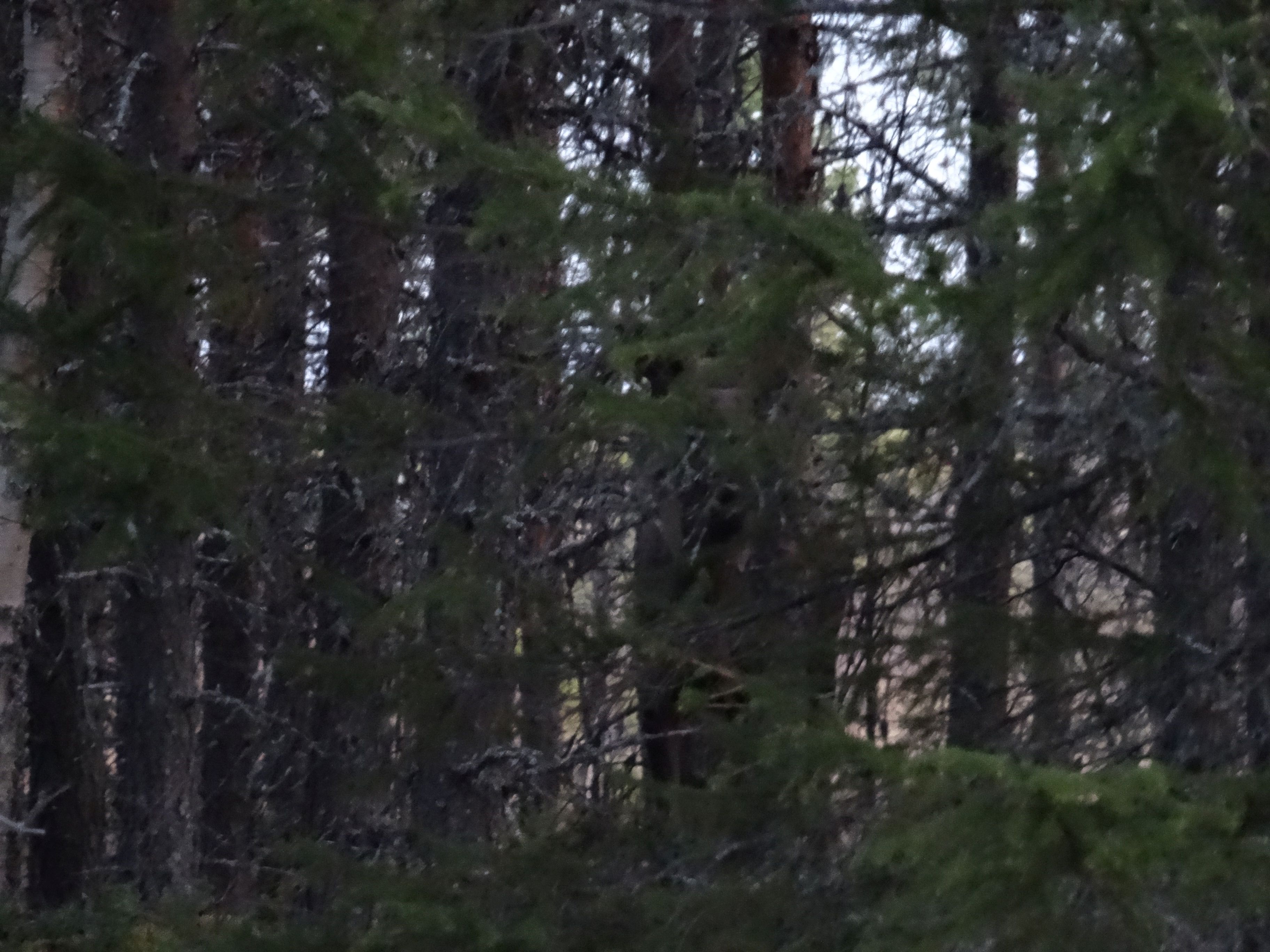 Eland bijna onzichtbaar achter bomen (Zweden) Eland bijna onzichtbaar achter bomen (Zweden)