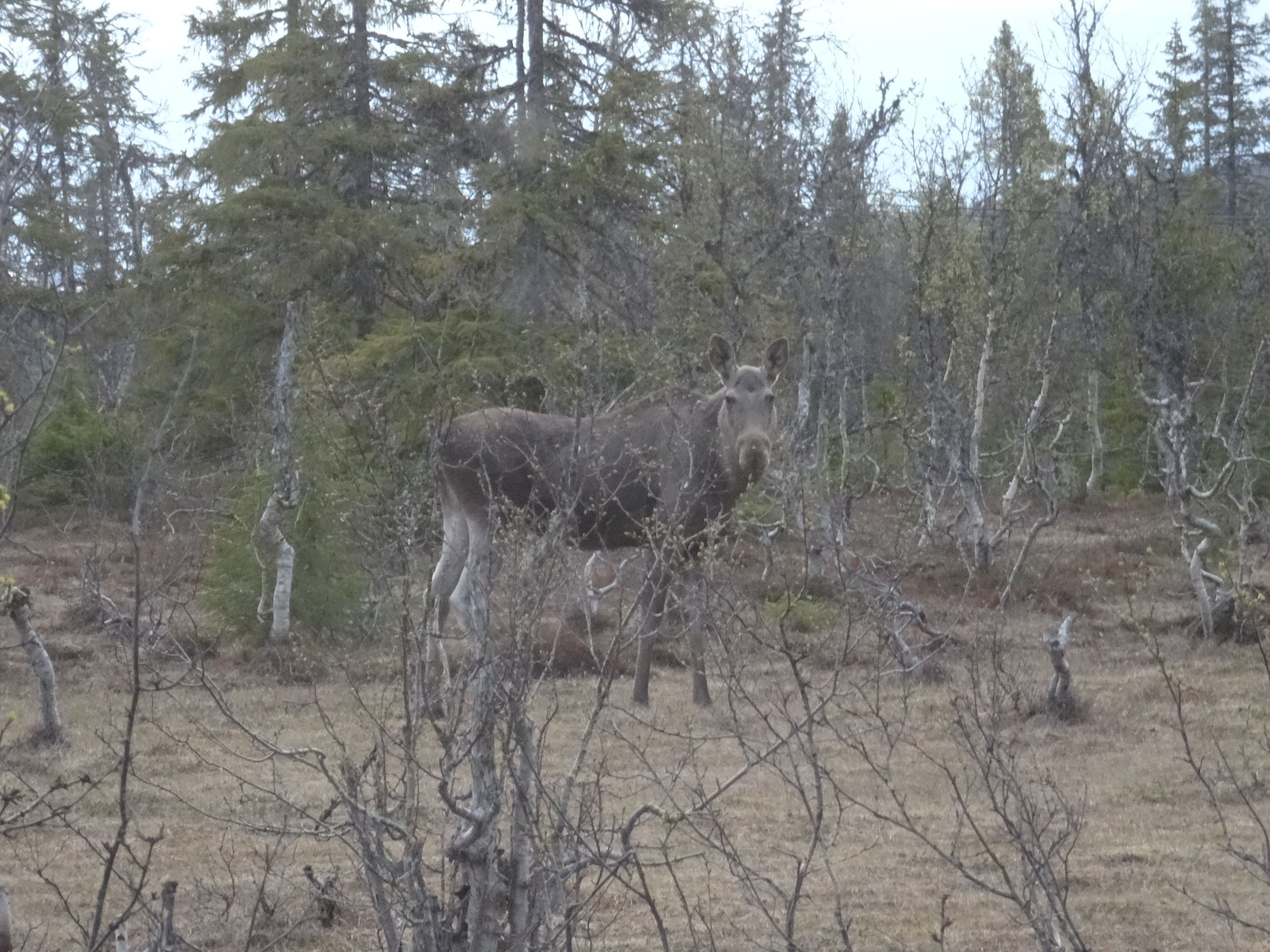 Eland (Zweden) Eland (Zweden)