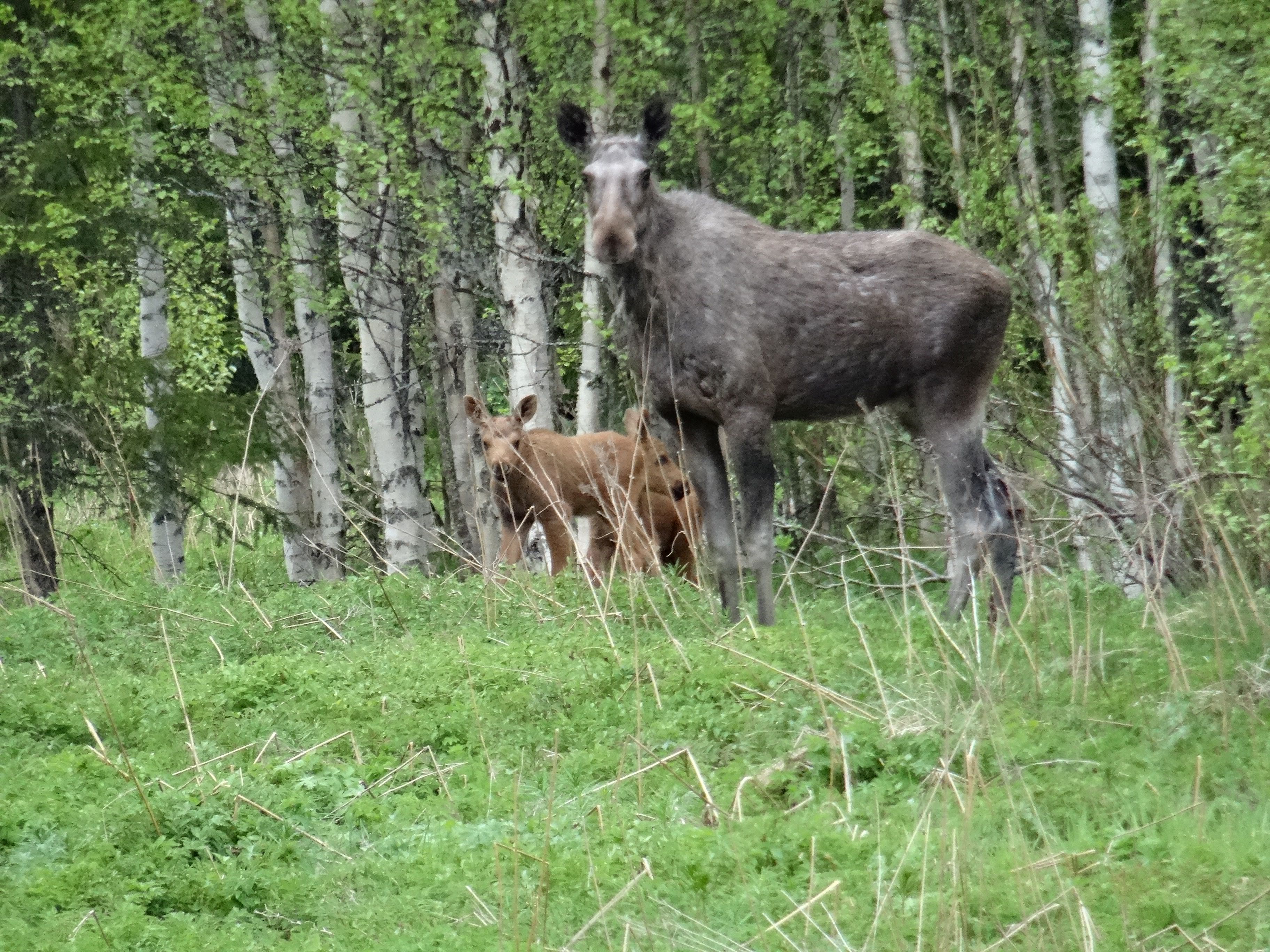 Eland met 2 jongen (Zweden) Eland met 2 jongen (Zweden)