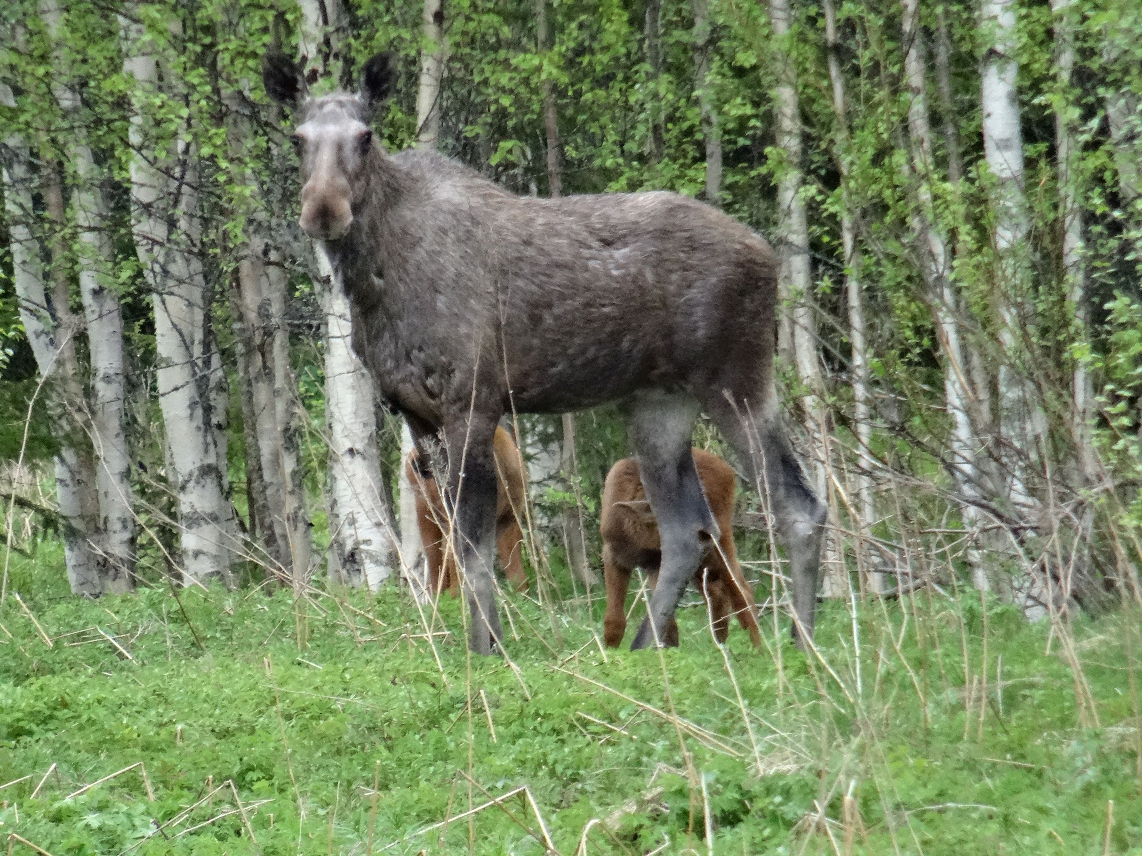 Eland met 2 jongen (Zweden) Eland met 2 jongen (Zweden)