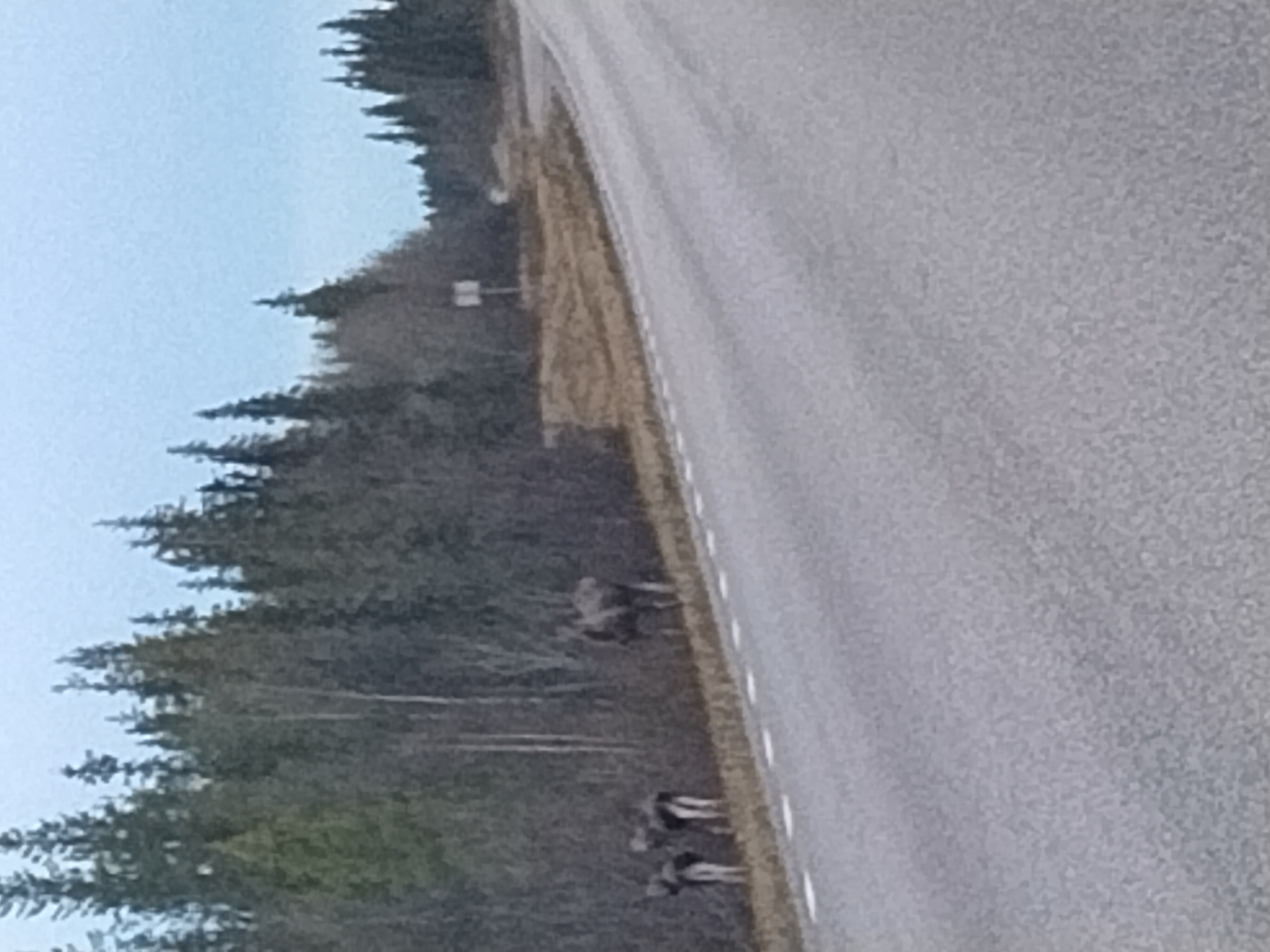 Eland met 2 jongen in de nacht (Finland) Eland met 2 jongen in de nacht (Finland)