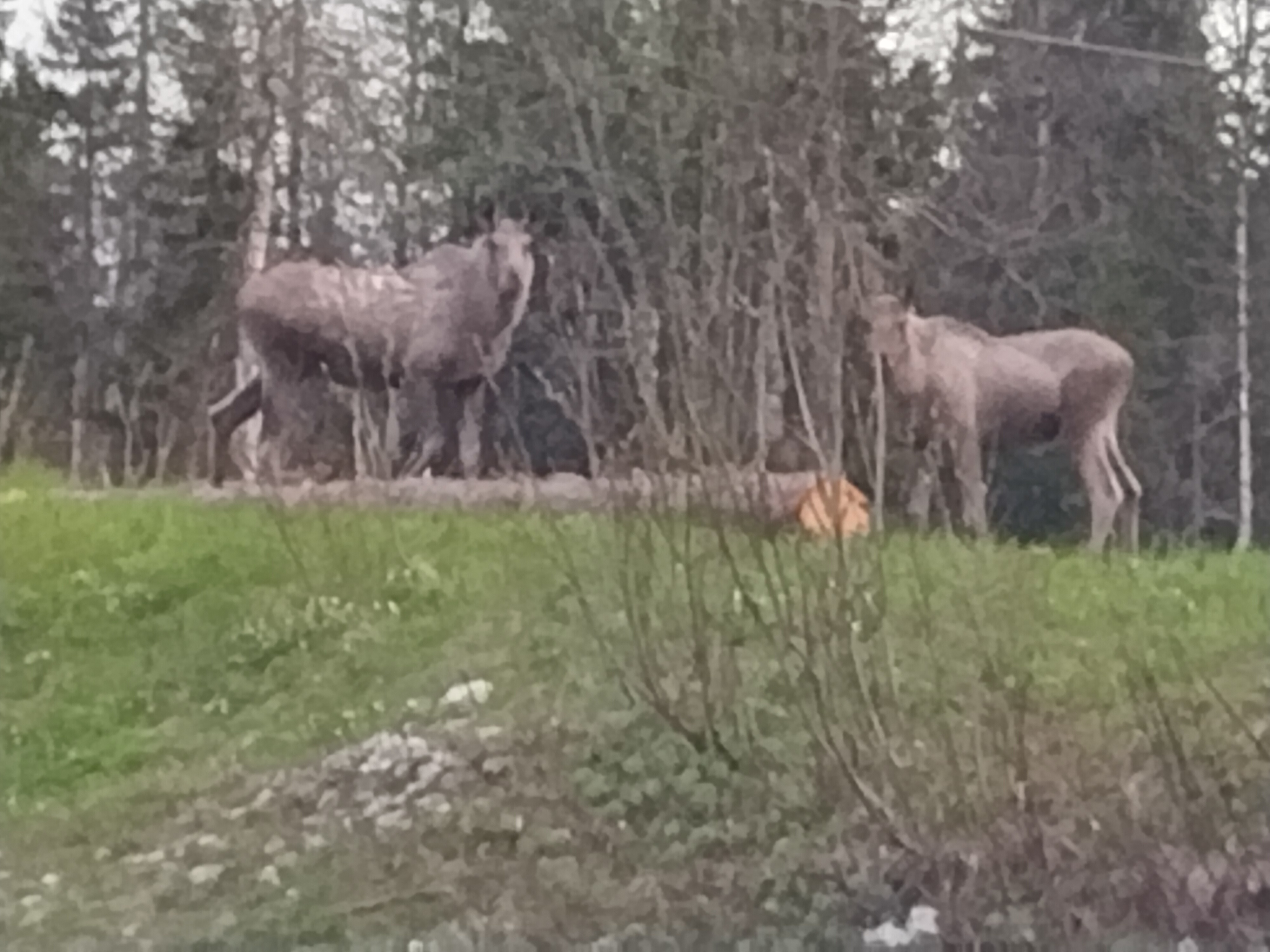 Elanden in de nacht (Noorwegen) Elanden in de nacht (Noorwegen)