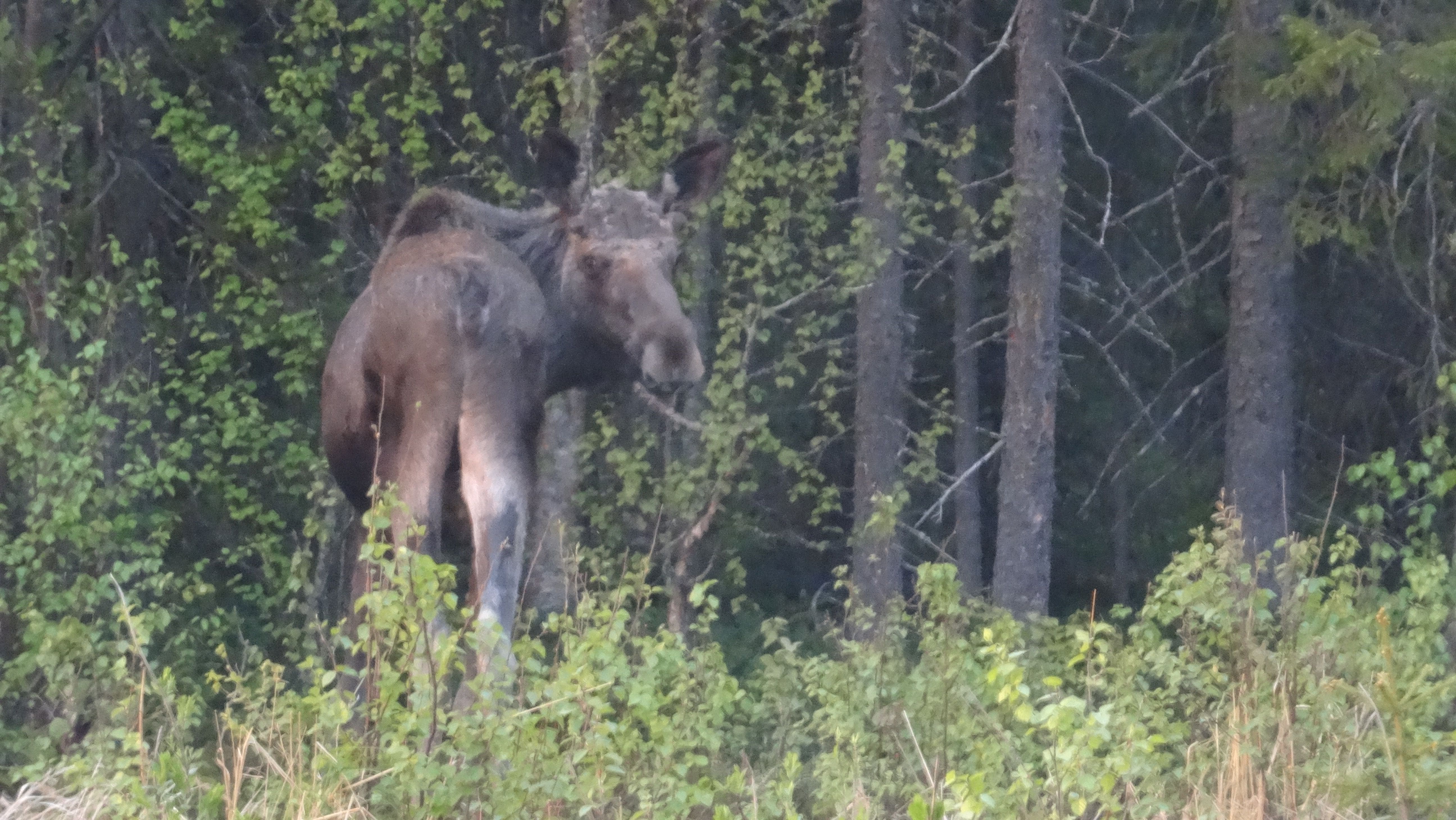 Eland in Lapland (Zweden)