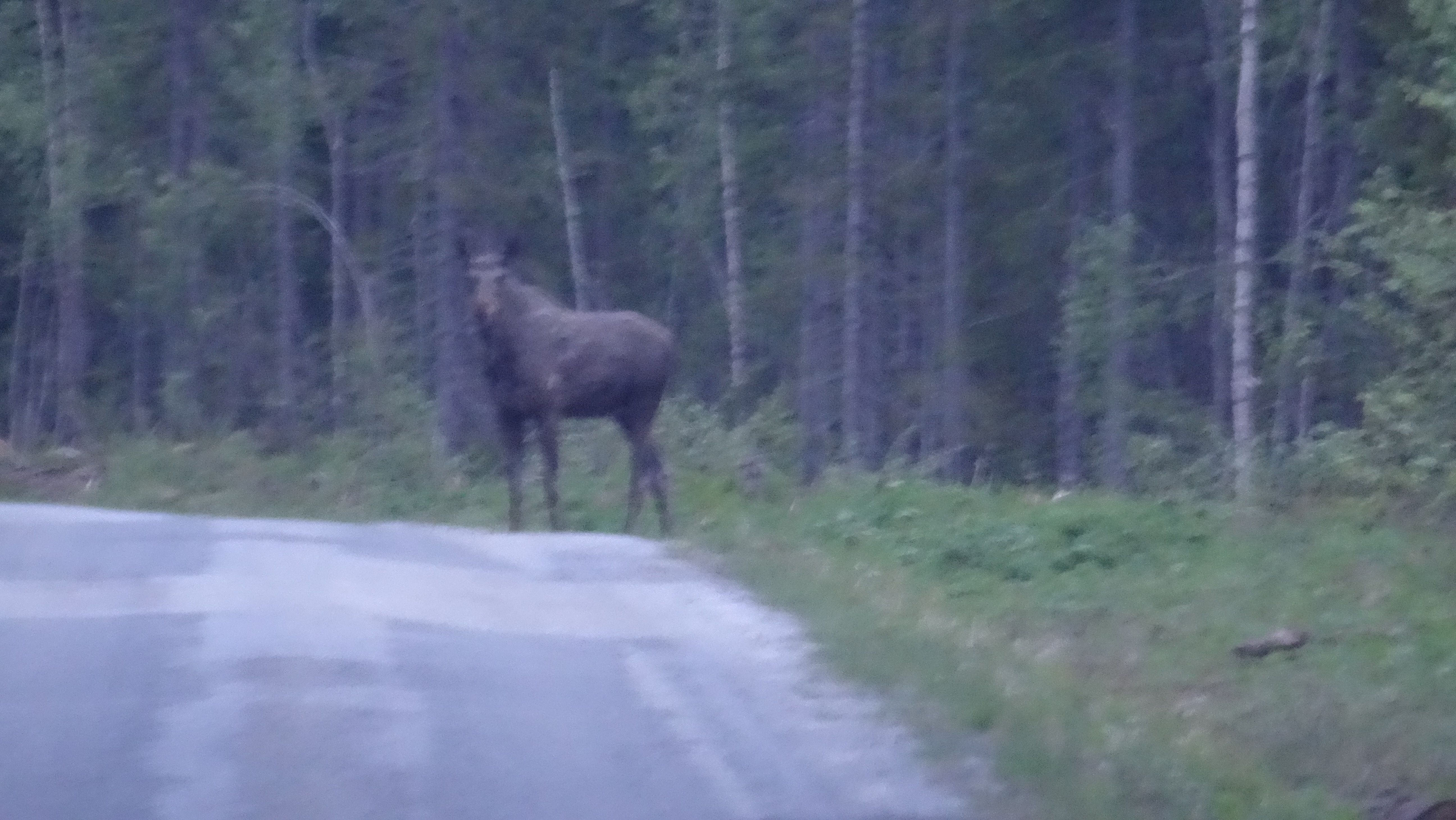Eland in Lapland (Zweden)