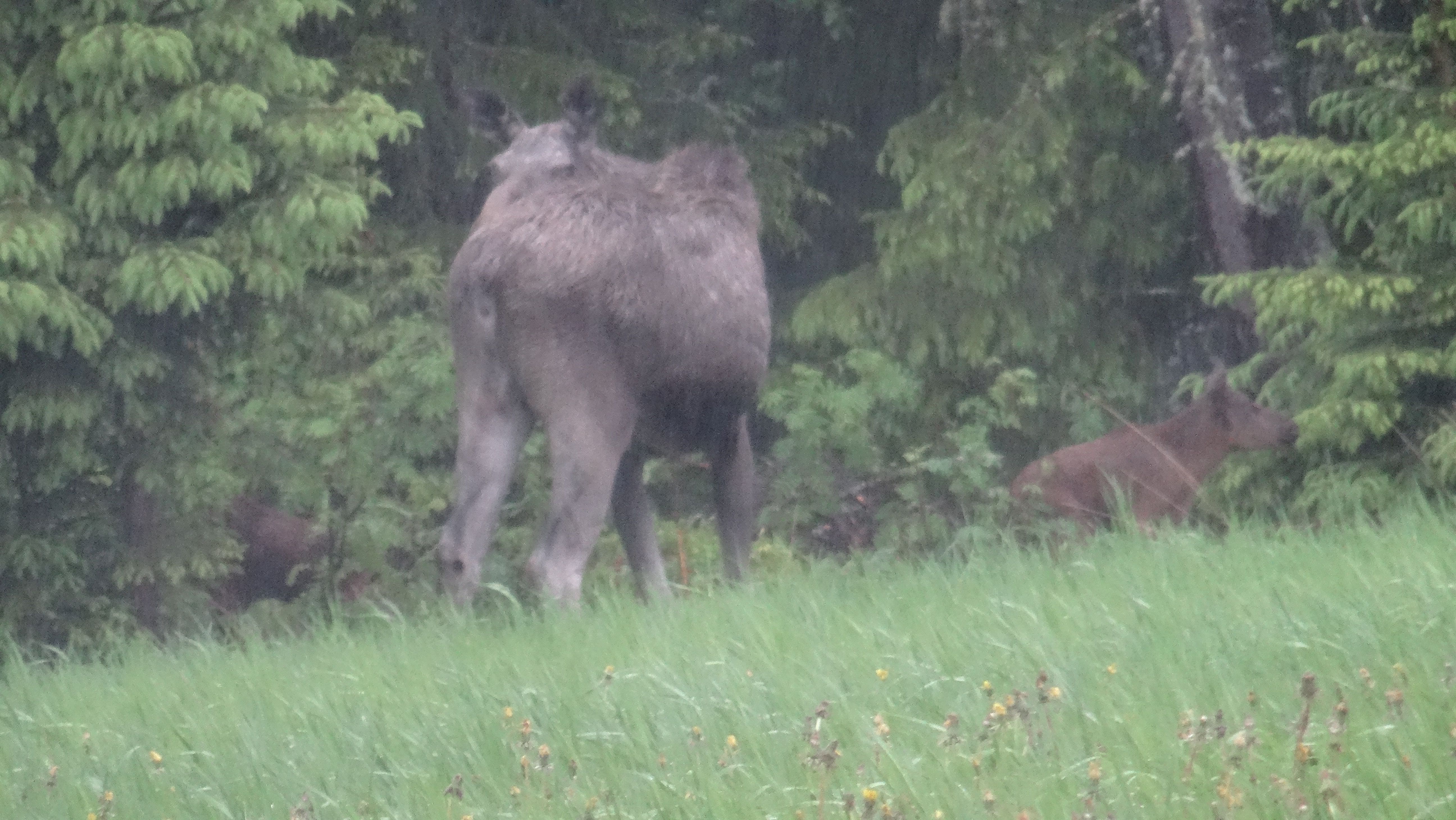 Eland met 2 jongen aan de rand van een dorp (Zweden)