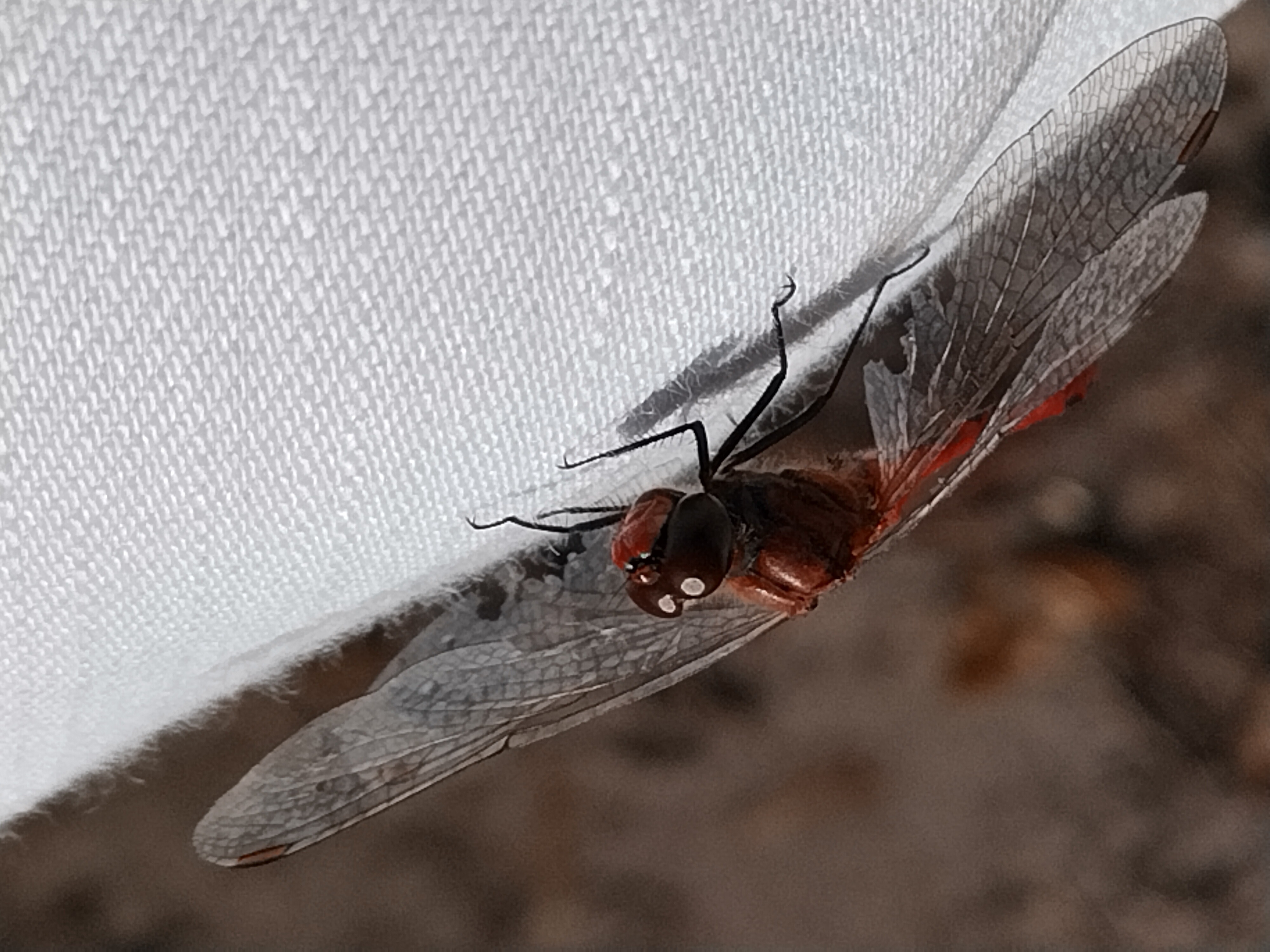 Libel op broek (Nederland) Libel op broek (Nederland)