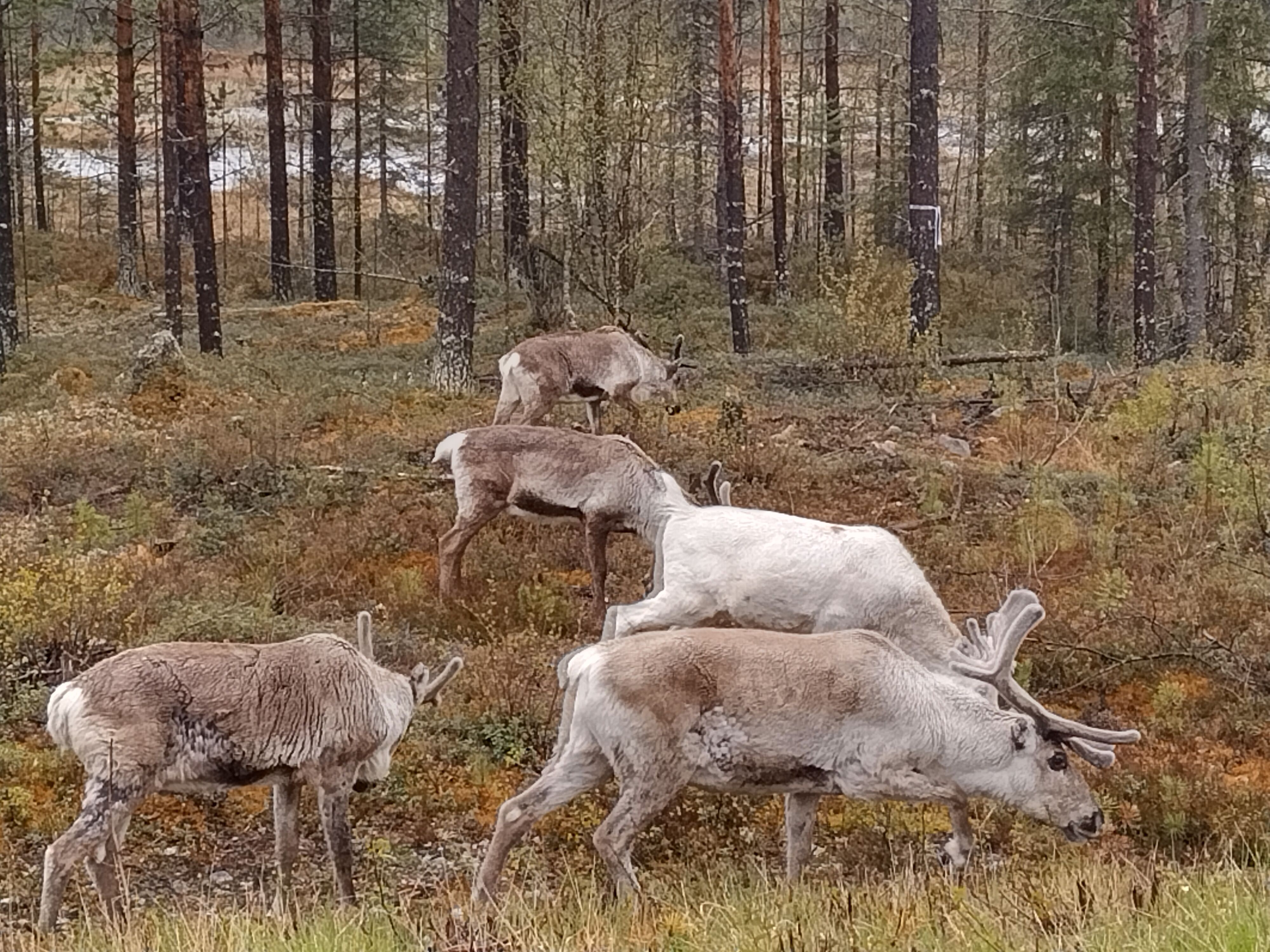 Rendieren in Lapland (Zweden) Rendieren in Lapland (Zweden)