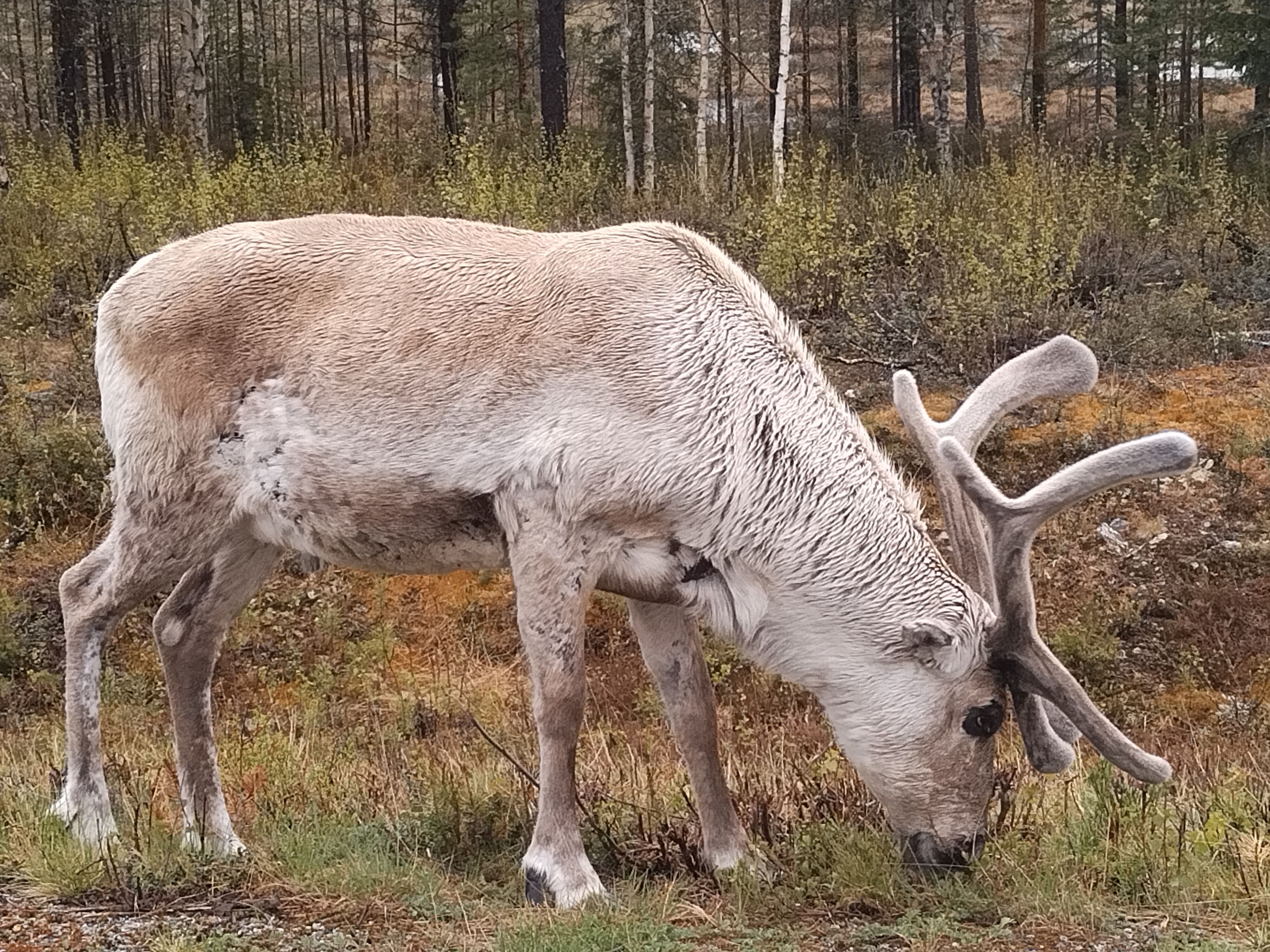 Rendier in Lapland (Zweden) Rendier in Lapland (Zweden)