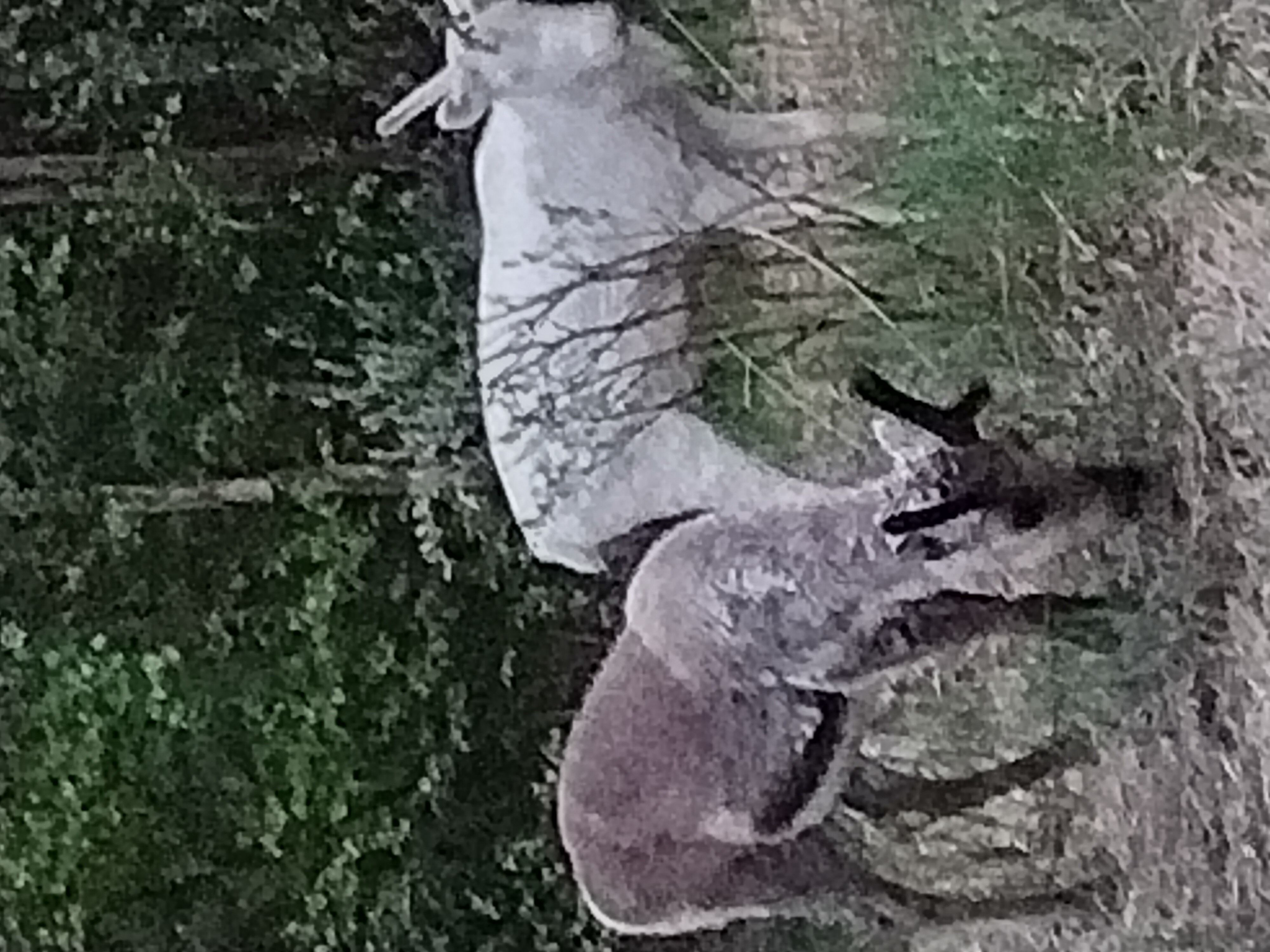 Rendieren in Lapland (Zweden)