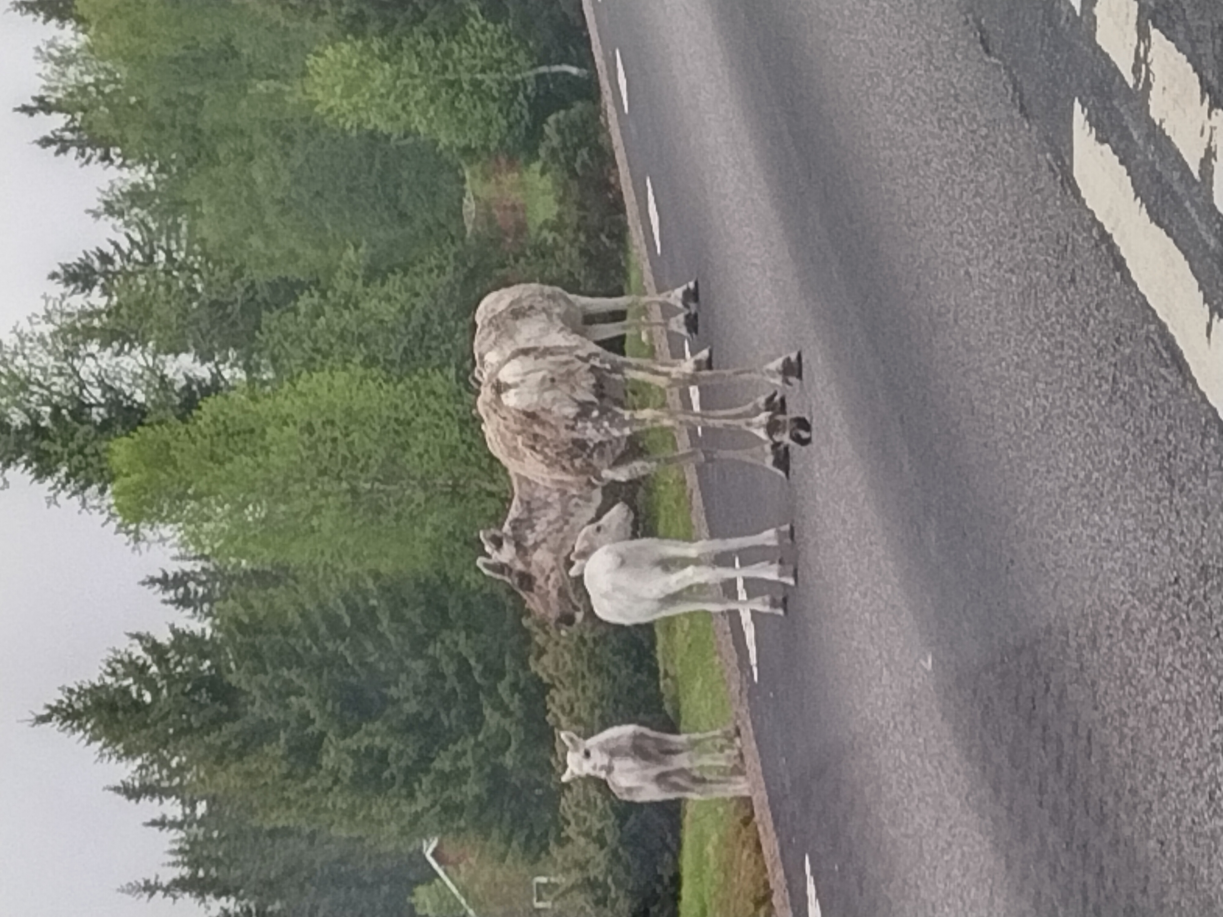 Rendieren lopen in de nacht over de weg in Lapland (Zweden)