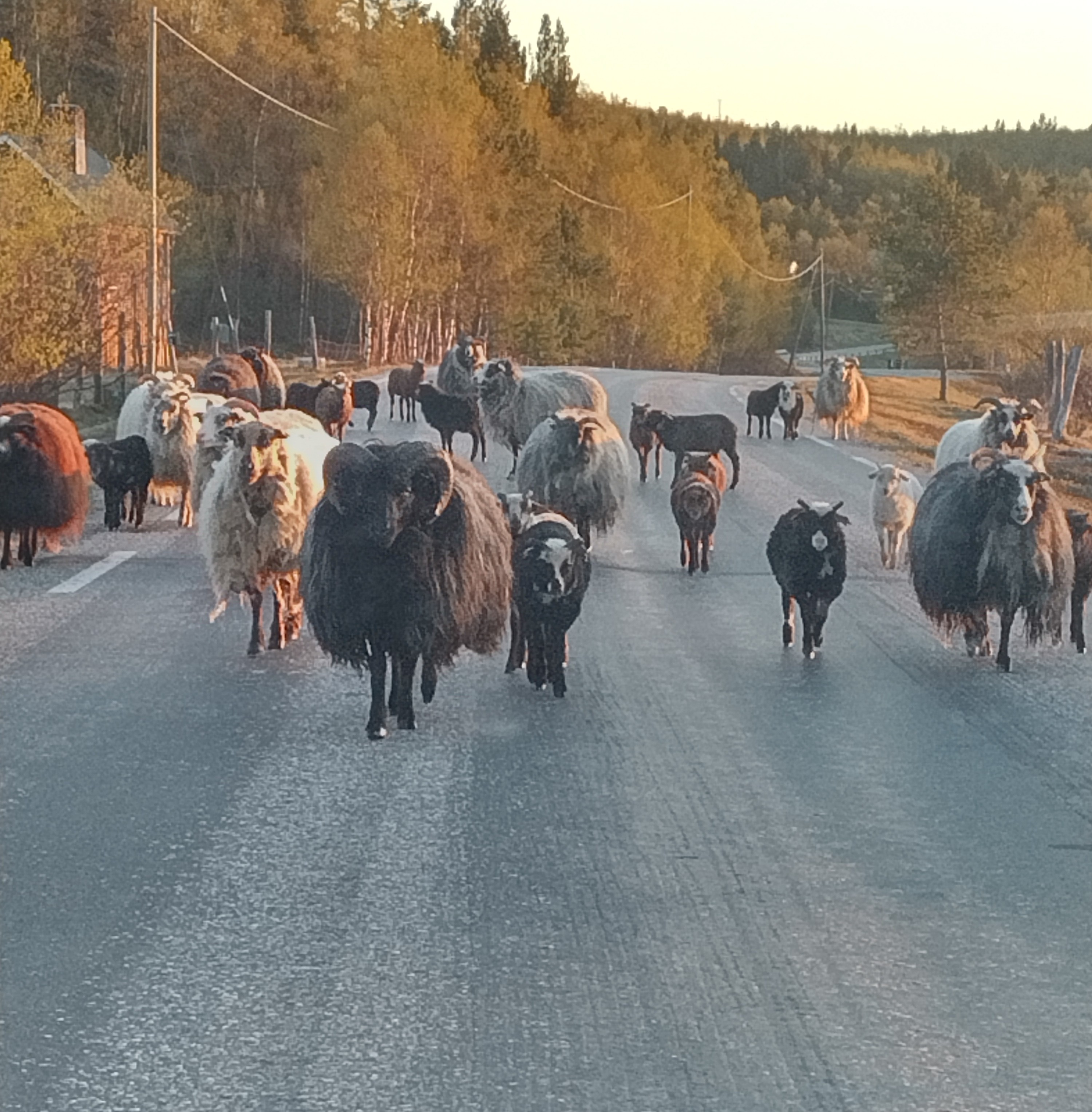 Schapen lopen in de nacht over de weg in Lapland (Noorwegen)