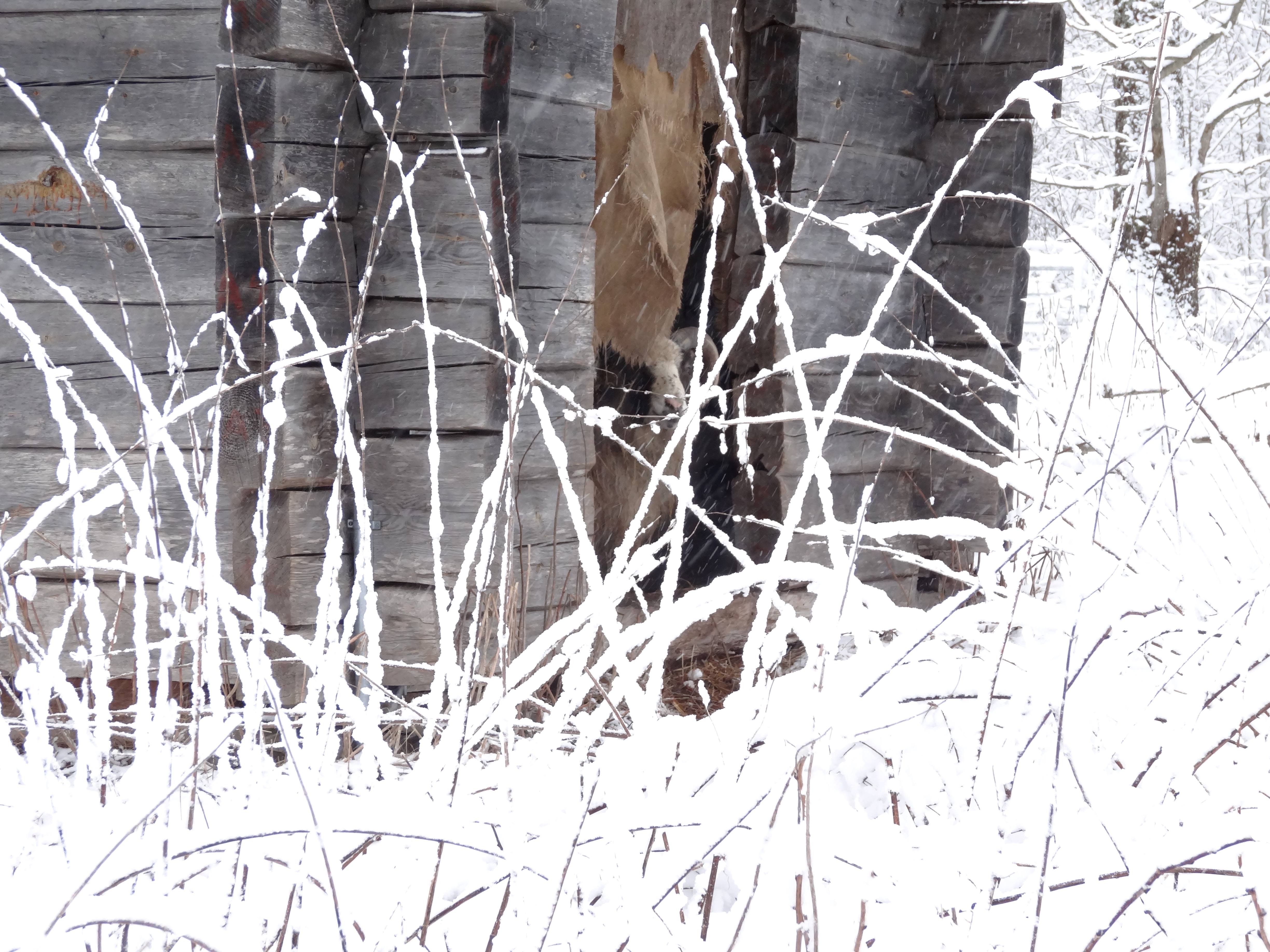 Bok in zijn stal bij sneeuw (Zweden) Bok in zijn stal bij sneeuw (Zweden)
