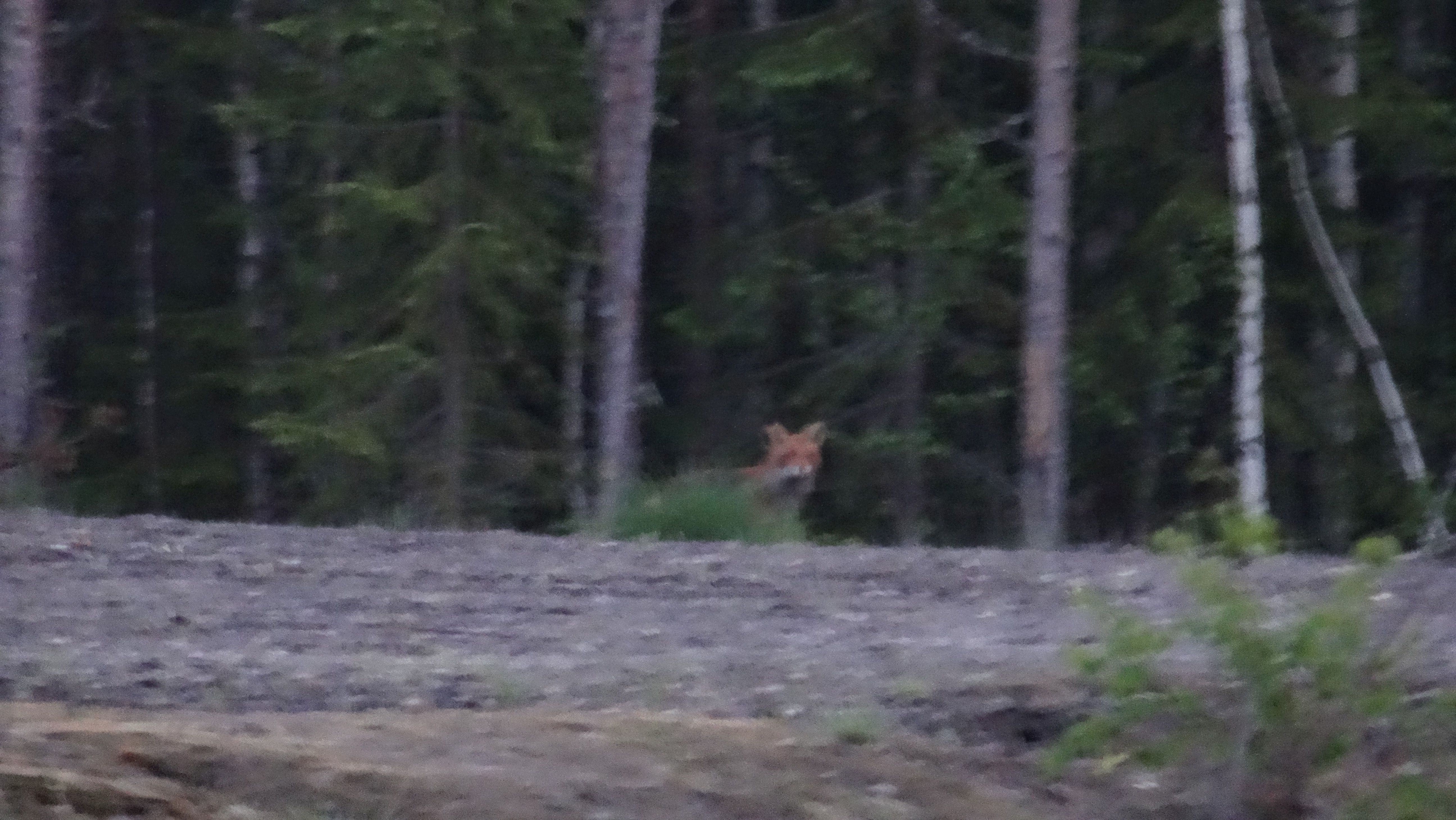 Ingezoomde vos aan een bosrand in Lapland (Zweden)