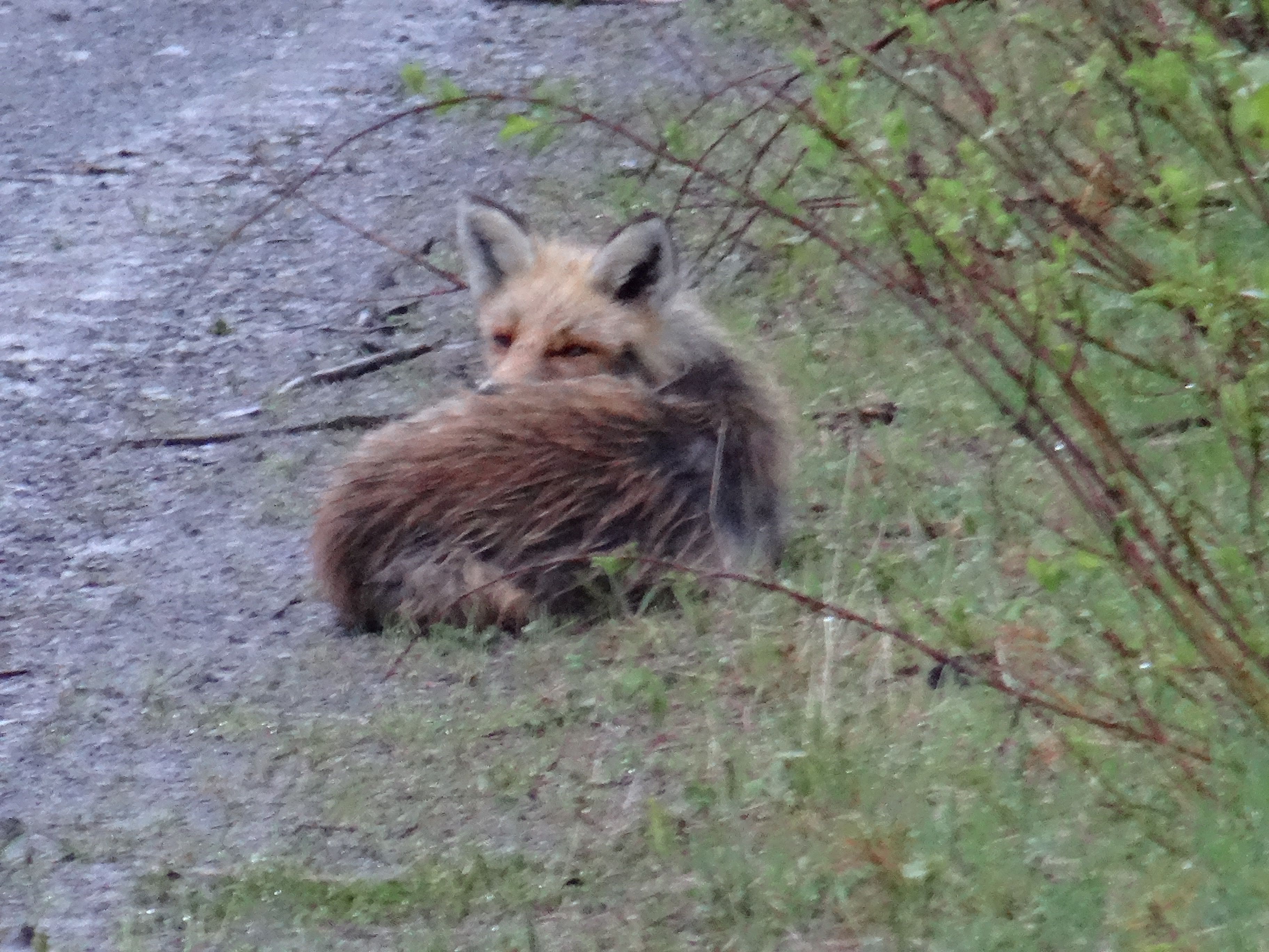 Jong vosje slapend langs weg, moet zijn eigen weg vinden (Zweden) Jong vosje slapend langs weg, moet zijn eigen weg vinden (Zweden)