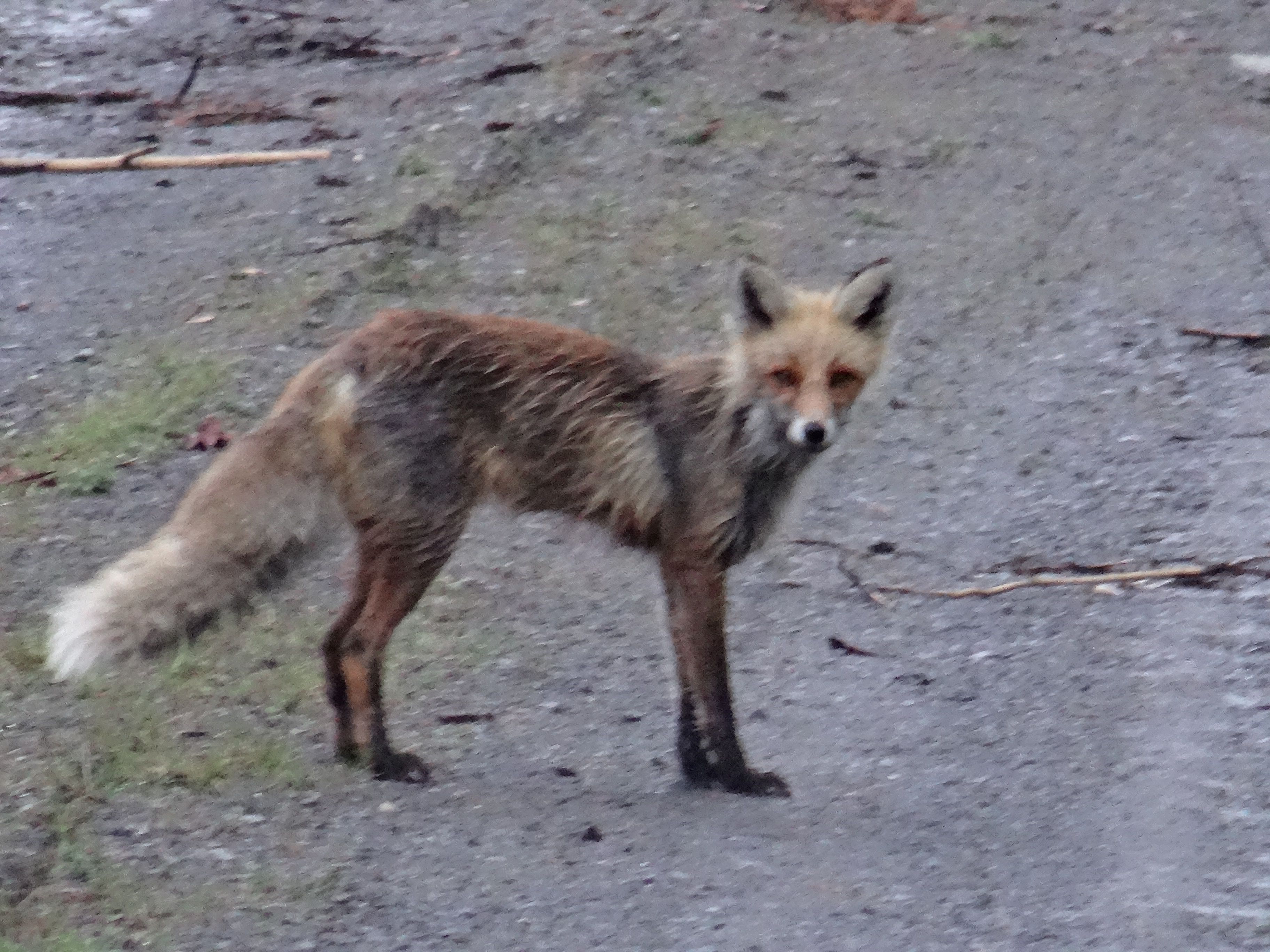 Jong vosje weer wakker, lijkt doornat, het regende veel in die weken (Zweden) Jong vosje weer wakker, lijkt doornat, het regende veel in die weken (Zweden)