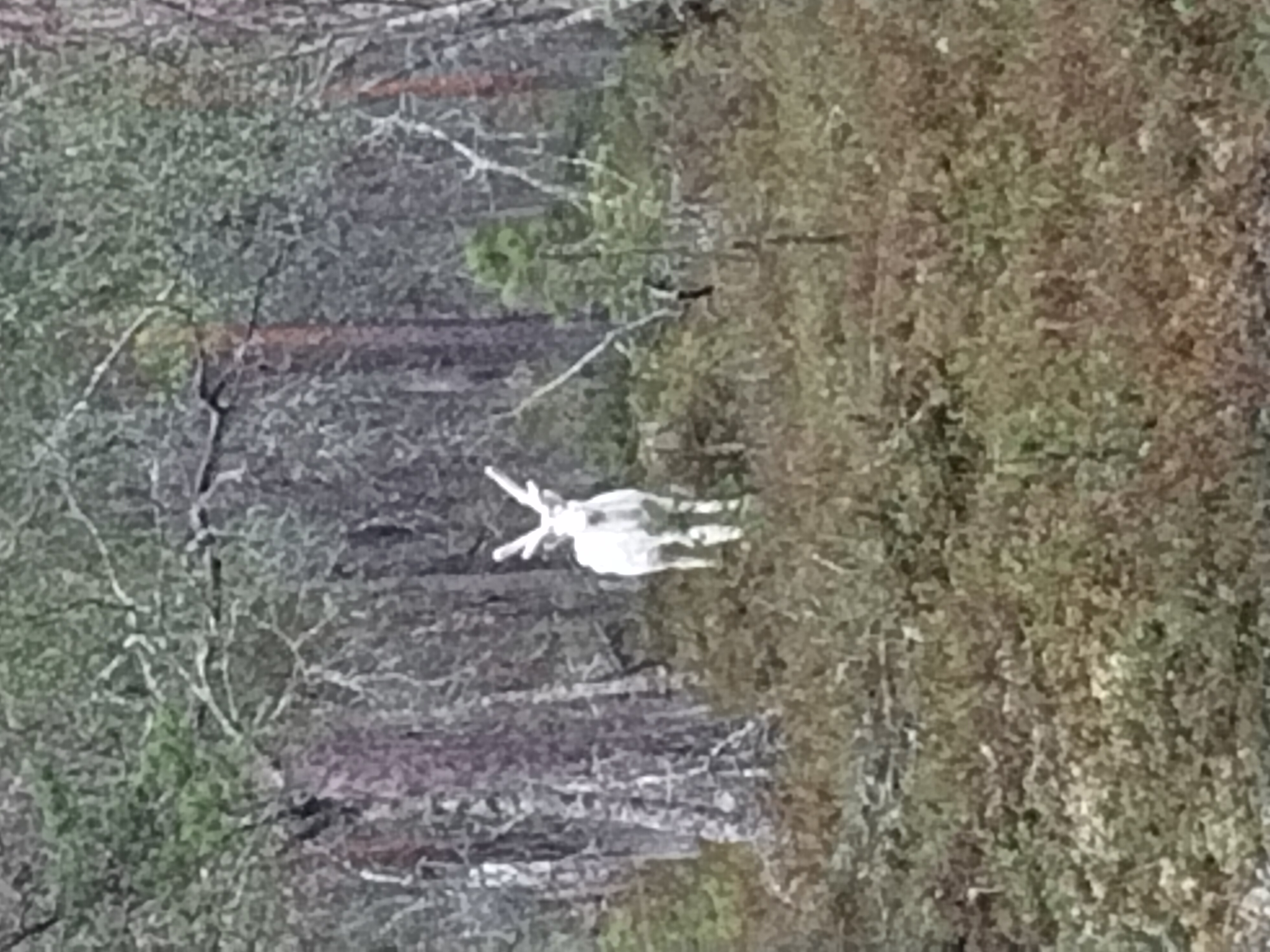 Wit rendier in een donker bos in Lapland (Finland)