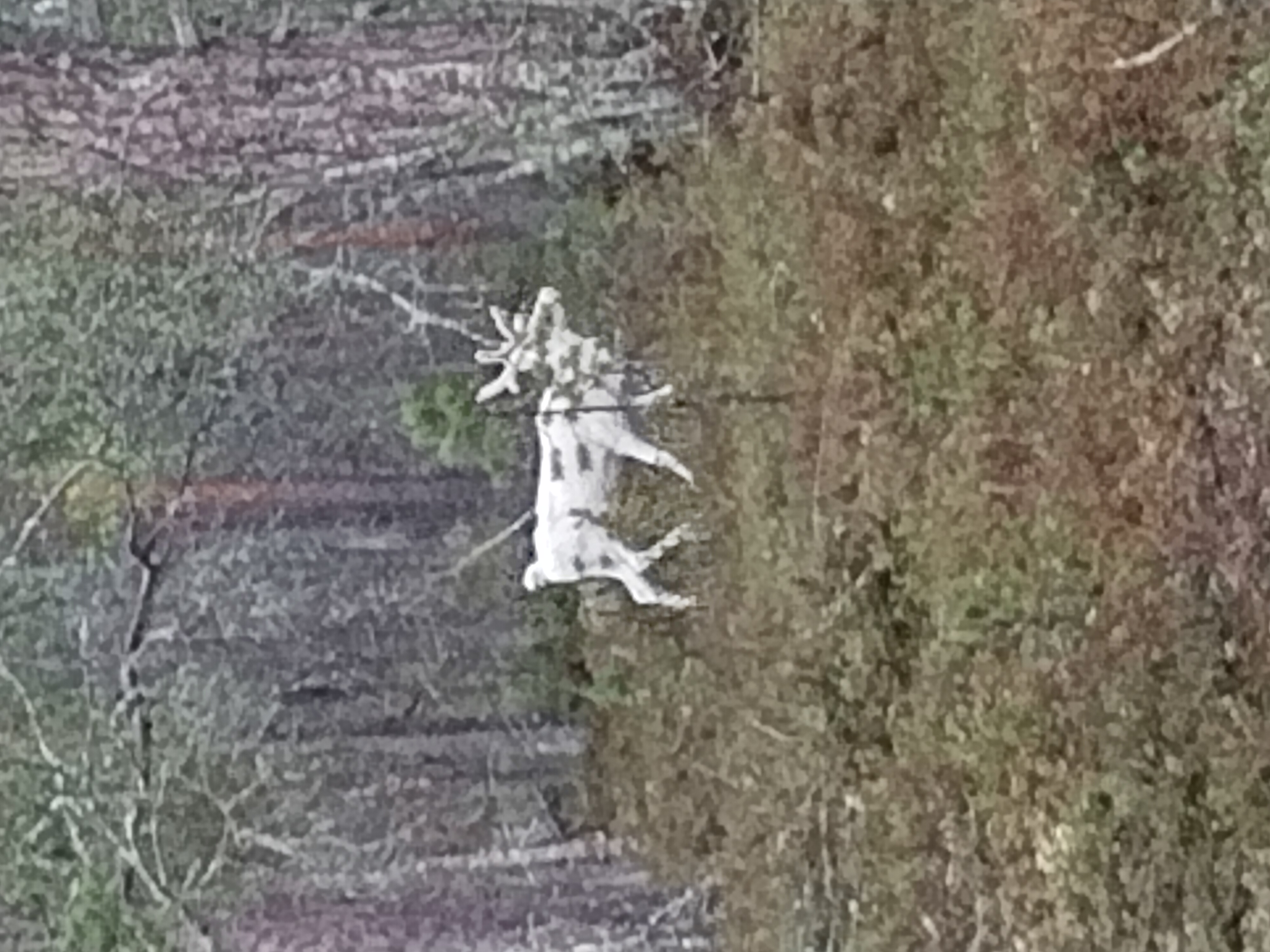 Wit rendier in een donker bos in Lapland (Finland)